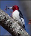 _7SB3972 red-headed woodpecker